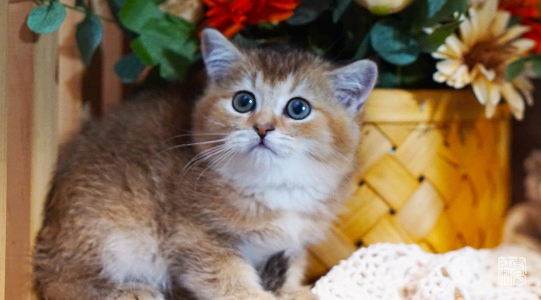 金渐层猫，优雅与独特的猫科珍品