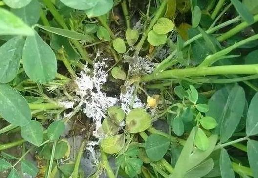 中国花生信息网手机版，连接花生种植者的新桥梁