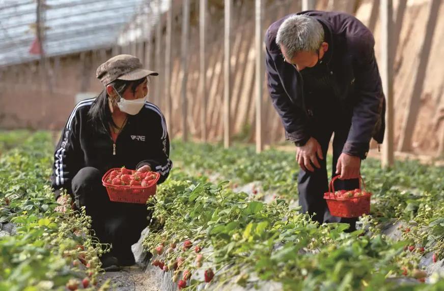 中国禽蛋信息网，连接禽蛋产业与市场的桥梁