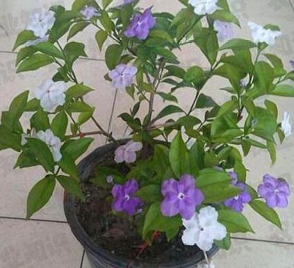 双色茉莉花的修剪技巧与步骤