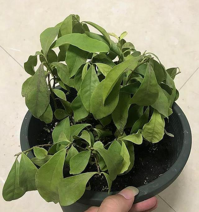 双色茉莉花期时长及养护要点