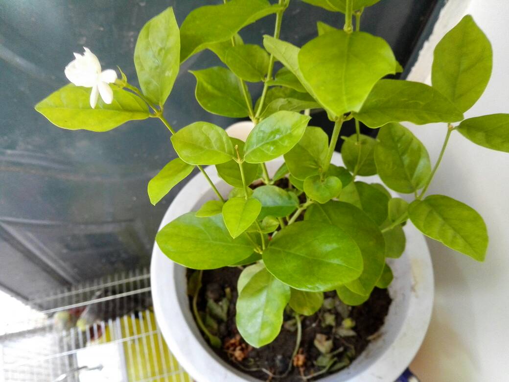 双色茉莉叶子发黄掉叶子的解决方法