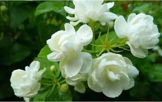双色茉莉花冬季养护指南