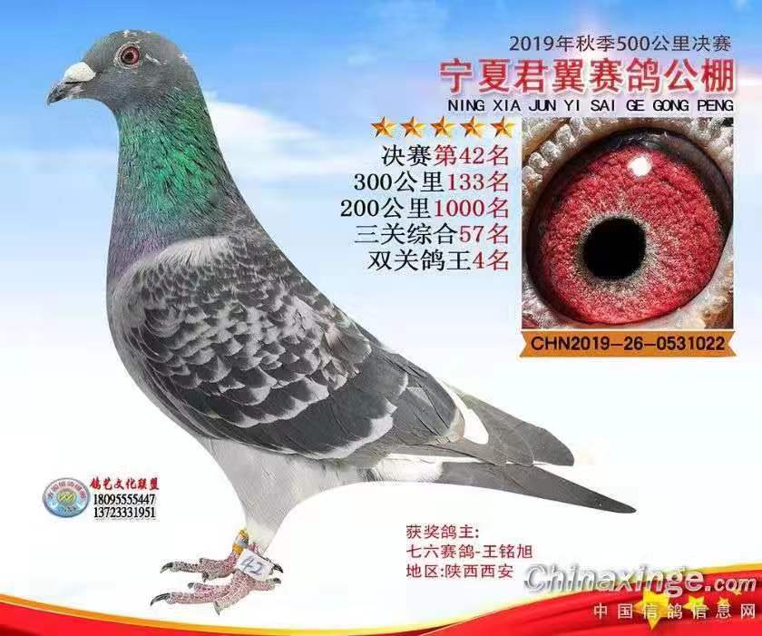 宁夏君翼赛鸽公棚秋棚
