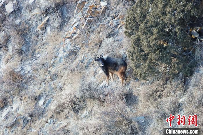 揭秘香江之谜—探访神秘的 香港 王 四 不像 图四不像王中王论坛,王中王手机站