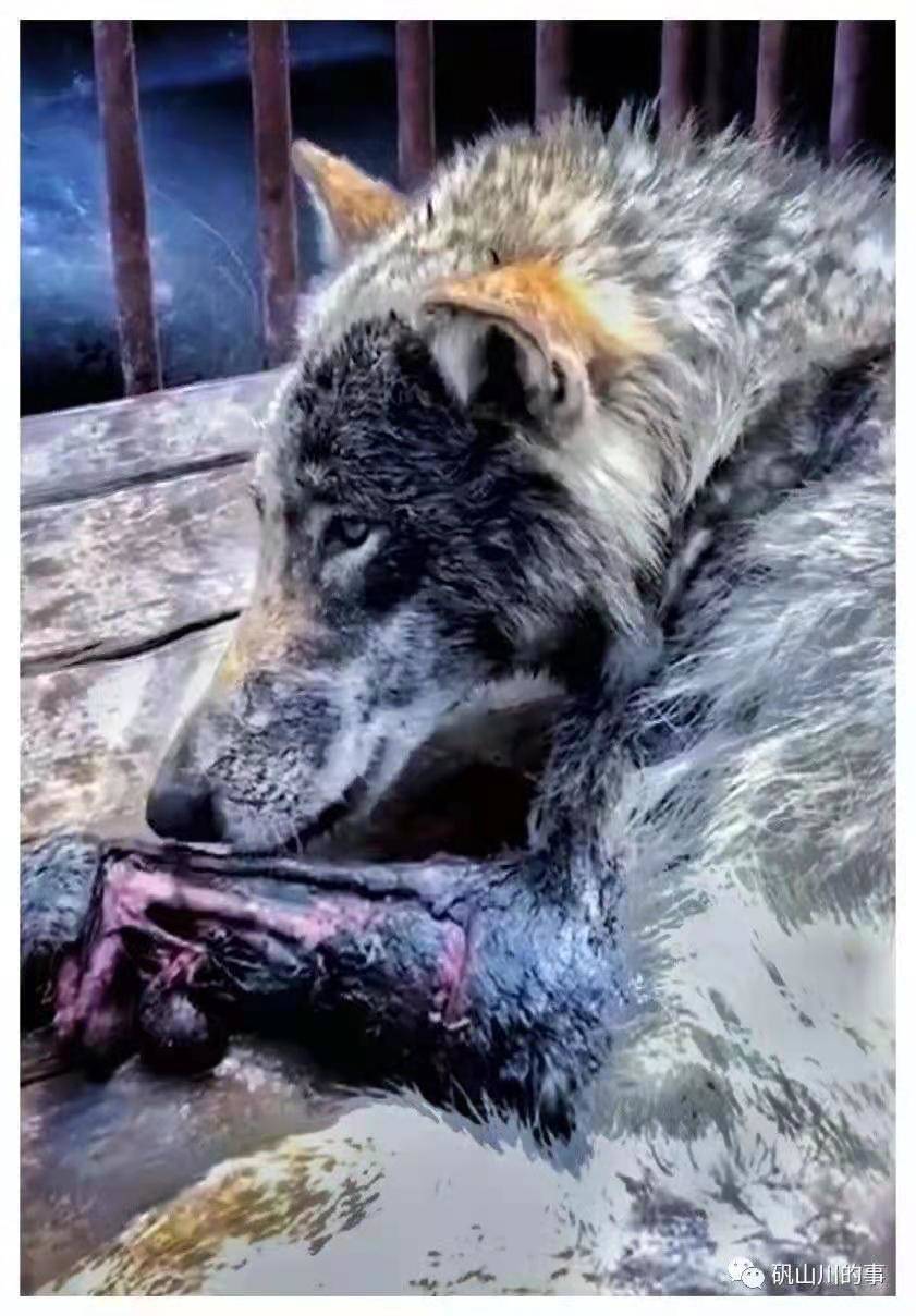 广西的狼精英主论坛_